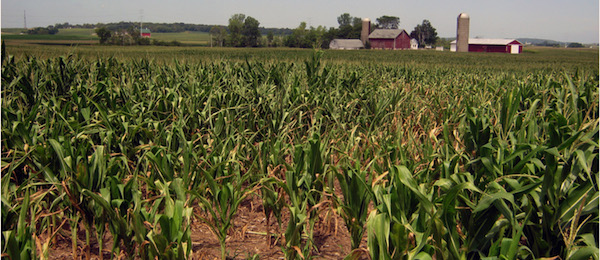 dry corn field